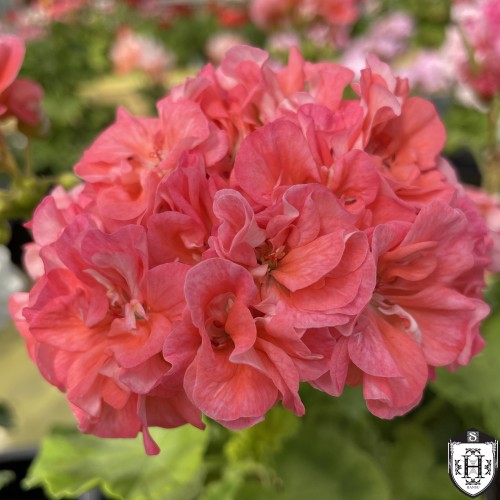 Pelargonium 'High Tor' - Pelargoon 'High Tor' P9/0,55L